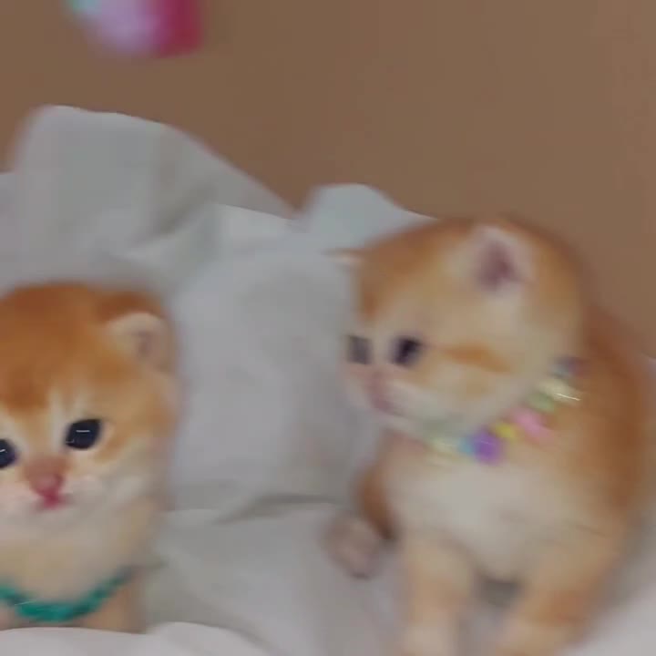 شهر گربه های آپارتمانی ( Meow Hop )|گربه|مشهد, سجاد شهر|دیوار