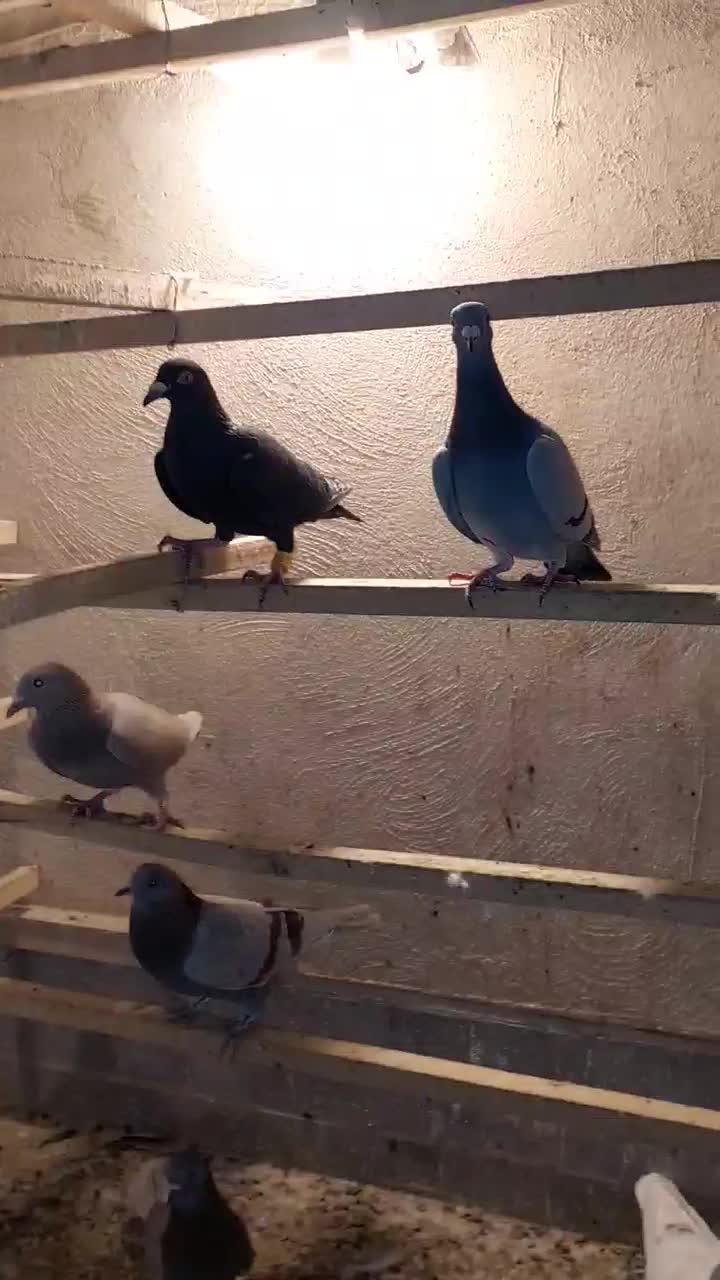 کبوتر رنگی معاوضه با طوقی|پرنده|کرج, عظیمیه|دیوار