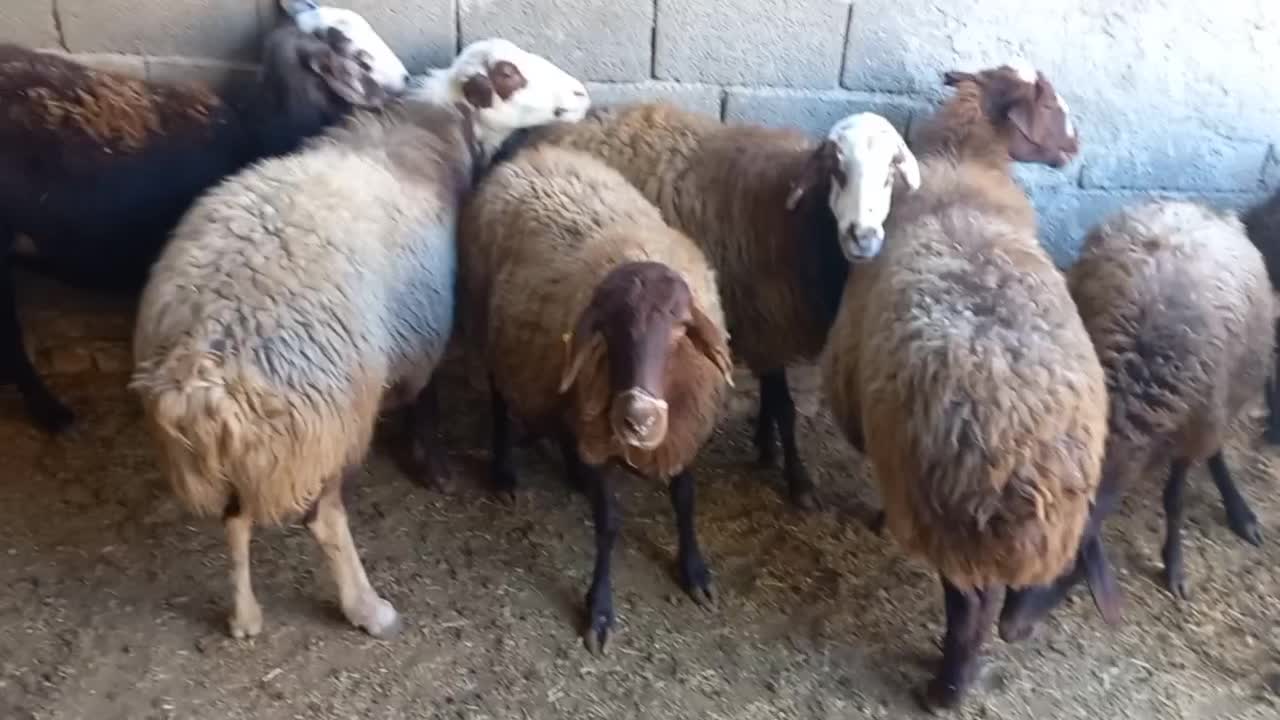 گوسفند و میش آبستن جوان فشندی|حیوانات مزرعه|رامجین, |دیوار