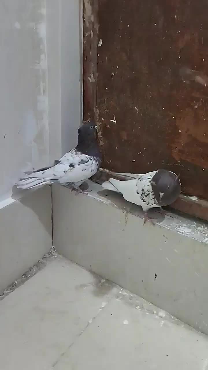 کبوتر کله سرخ|پرنده|شیراز, شهرک گلستان|دیوار