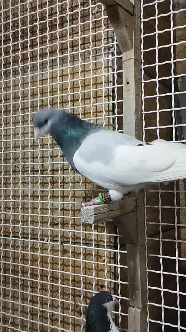 کفتر|پرنده|شیراز, شهرک برق|دیوار