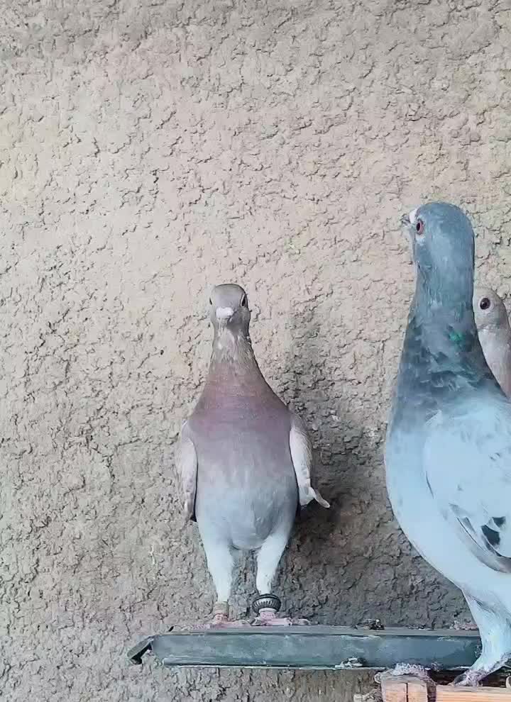 کبوتر|پرنده|مبارکه, |دیوار