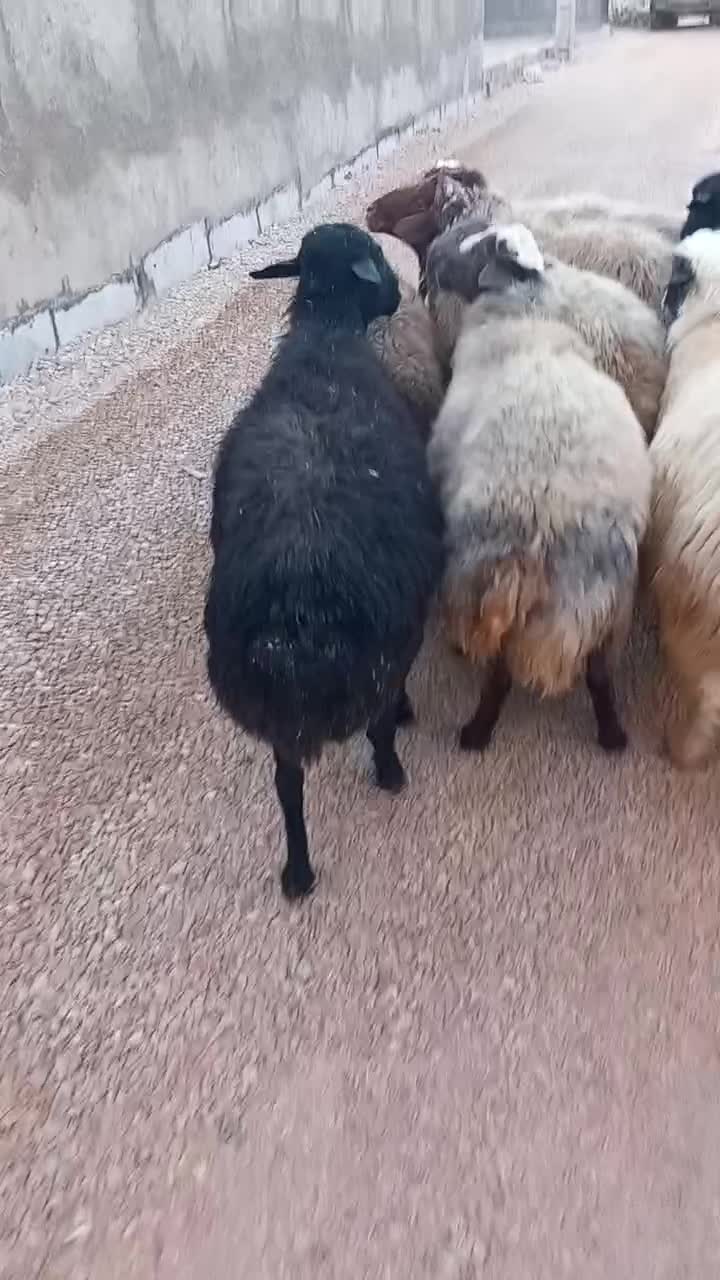 قوچ جوان|حیوانات مزرعه|زاگرس, |دیوار