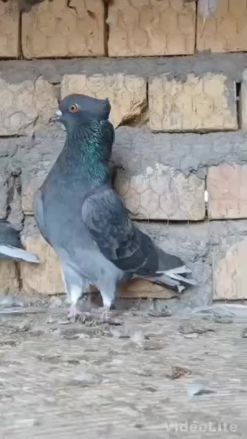 عشقبازان قدیمی|پرنده|کاشان, شهرک صنعتی امیرکبیر ۲|دیوار