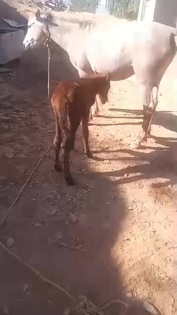 مادیان با کره اسب ۶ماهه گم شده|اسب و تجهیزات اسب‌سواری|اندیکا, |دیوار