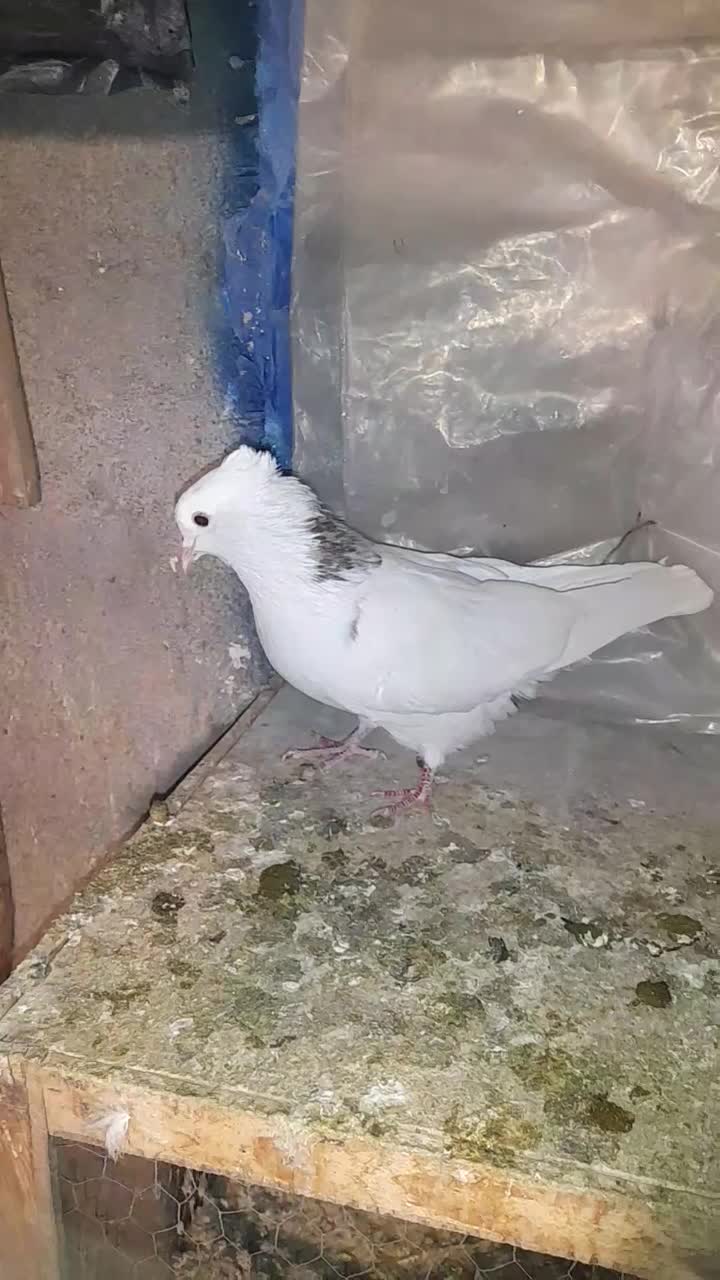 کبوترطوقی ابلغ ماده ۴۰۰|پرنده|هشتگرد, گلسار|دیوار