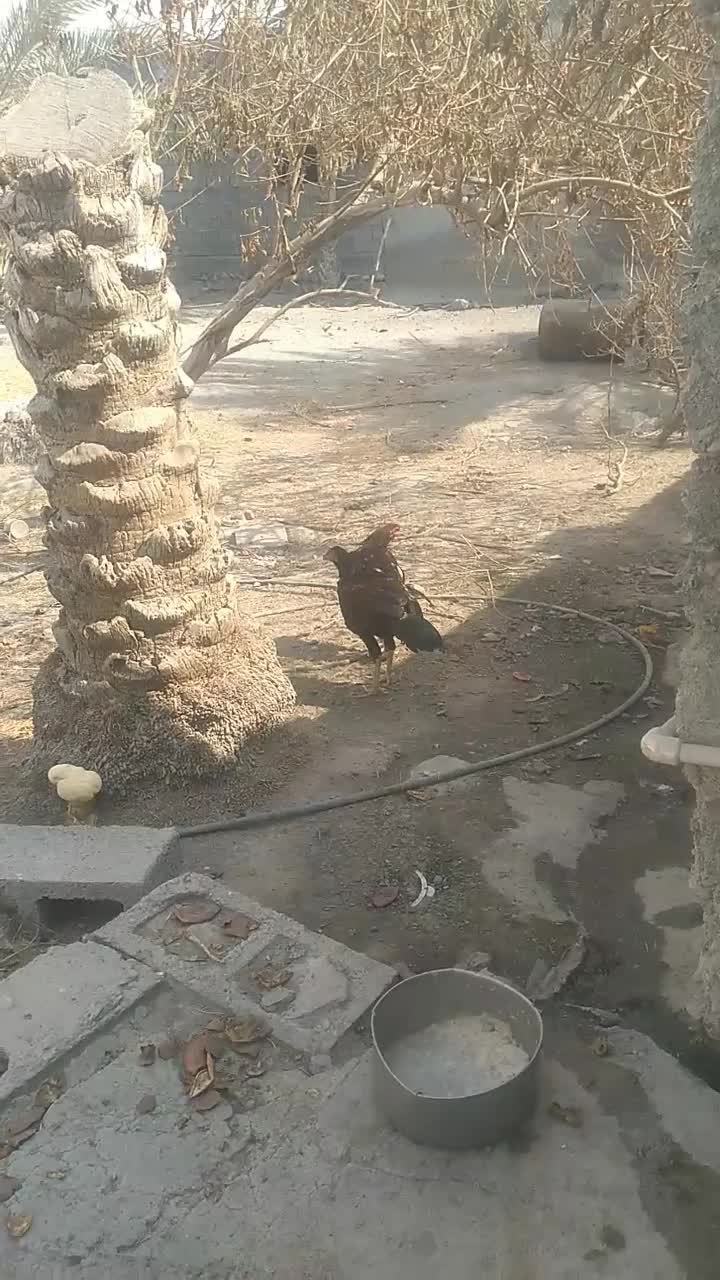 دو تا جوجه خروس اصلا وسالم وچابهاری|حیوانات مزرعه|میناب, |دیوار