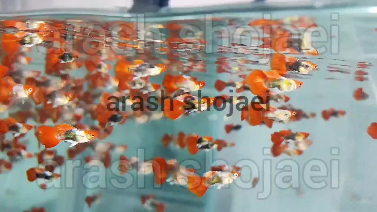 گوپی های شورت بادی|ماهی|تبریز, |دیوار