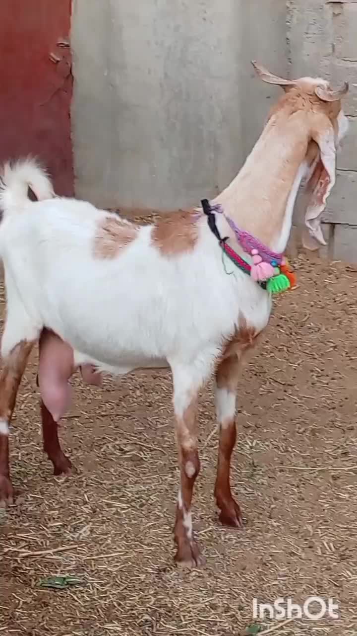 فروش 1راس شاه بز پاکستانی کاموری|حیوانات مزرعه|بردسکن, |دیوار