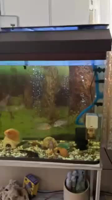 ماهی چانا ماهی لجن خوار|ماهی|شیراز, شهرک رضوان|دیوار