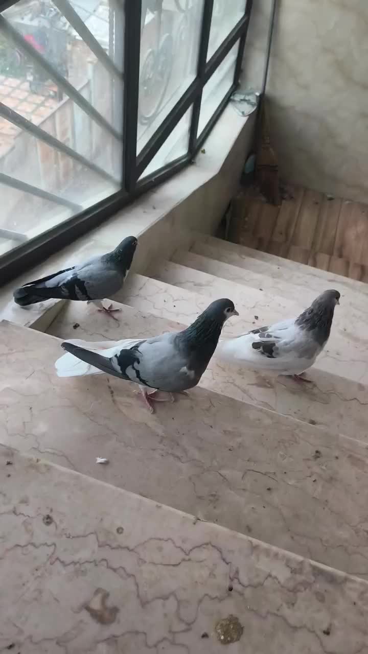 کبوتر|پرنده|شیراز, ماه فیروزان|دیوار