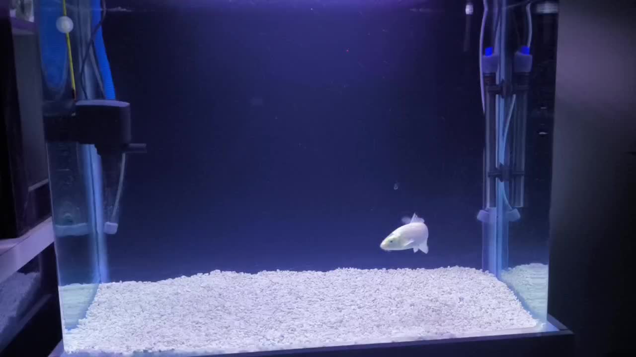 ماهی کوی|ماهی|تهران, افسریه جنوبی|دیوار