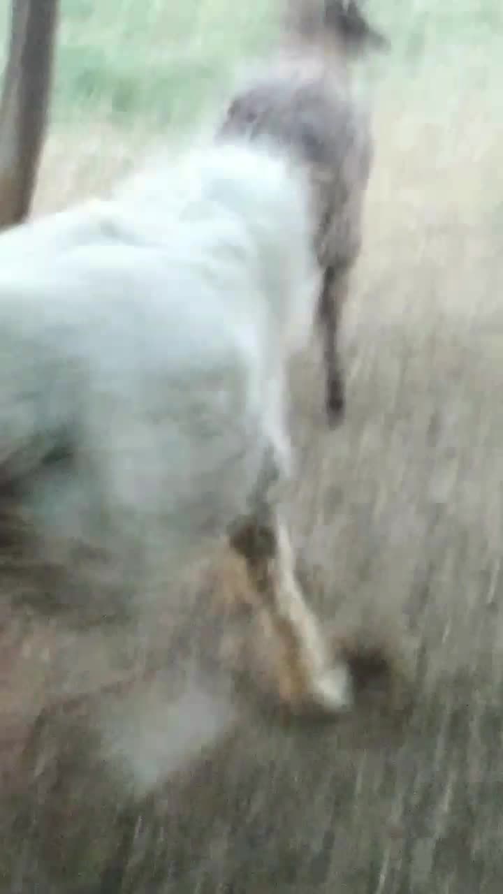 بره قوچ بختیاری اصل اصل میش رون کیلوی و روپا|حیوانات مزرعه|داراب, |دیوار