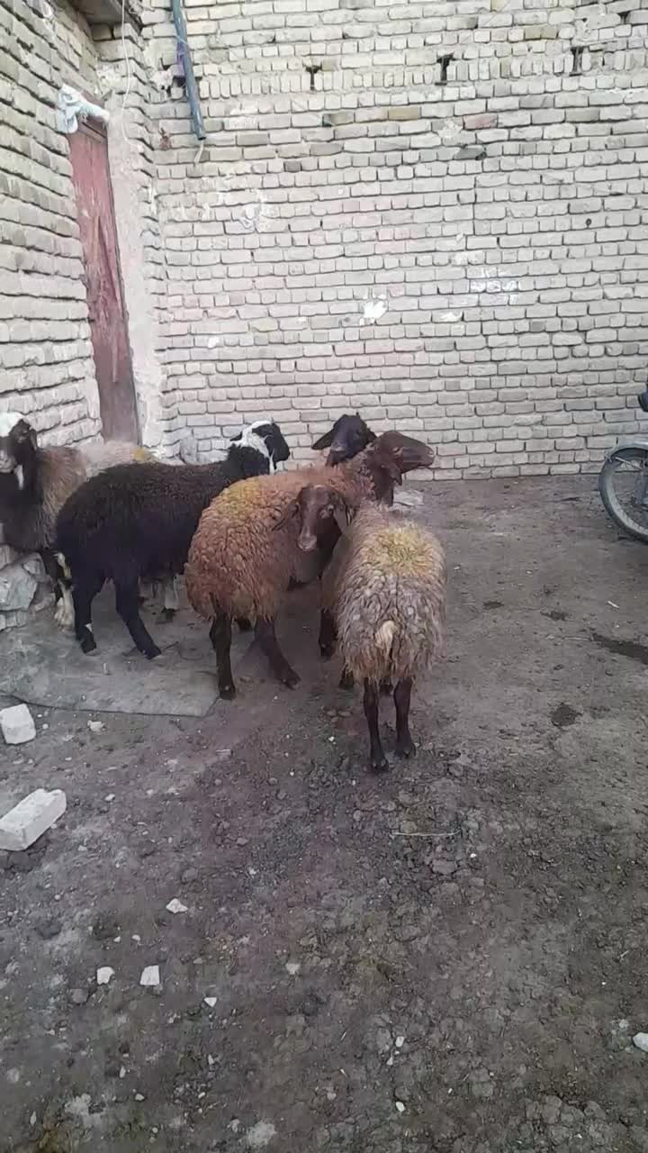 ۵عددبرهنرپایپروار|حیوانات مزرعه|دهگلان, |دیوار