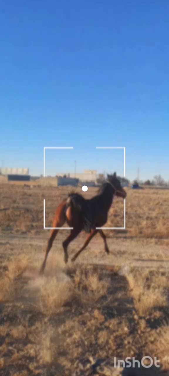 درهشور ۳ سال|اسب و تجهیزات اسبسواری|گلپایگان, |دیوار