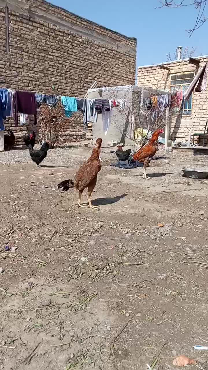 لاری|حیوانات مزرعه|فریمان, |دیوار