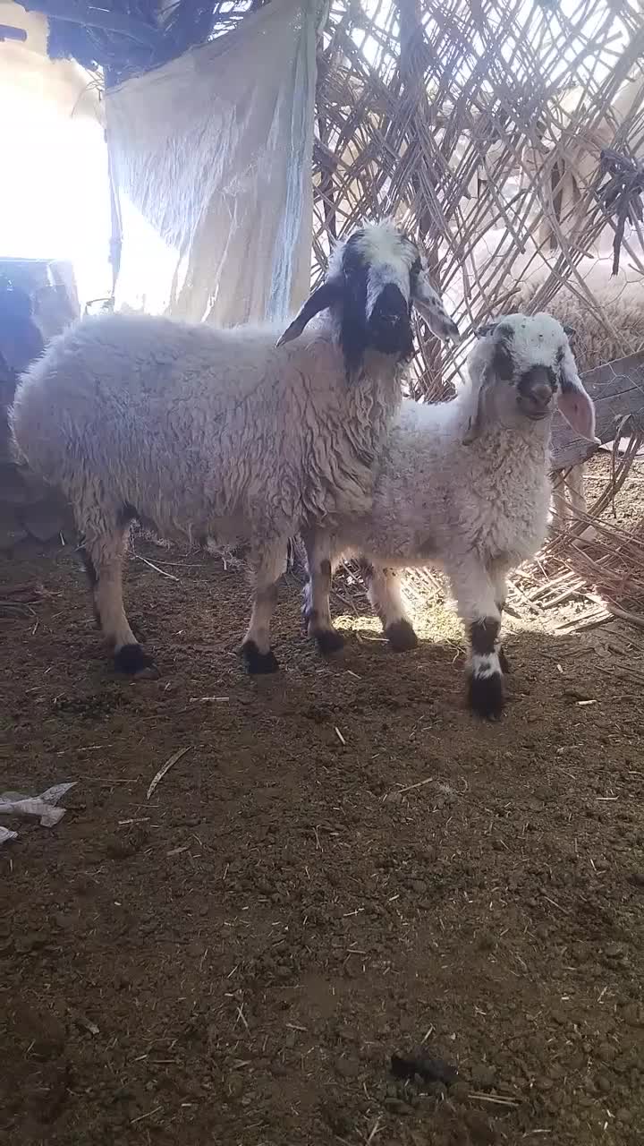 گوسفند|حیوانات مزرعه|گوهرکوه, |دیوار