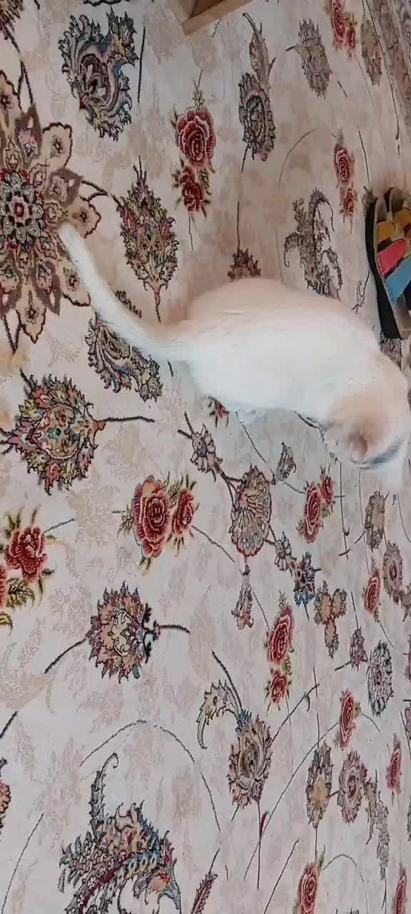 گربه آنگورا ترکیبی چشم رنگی|گربه|شیراز, تندگویان|دیوار