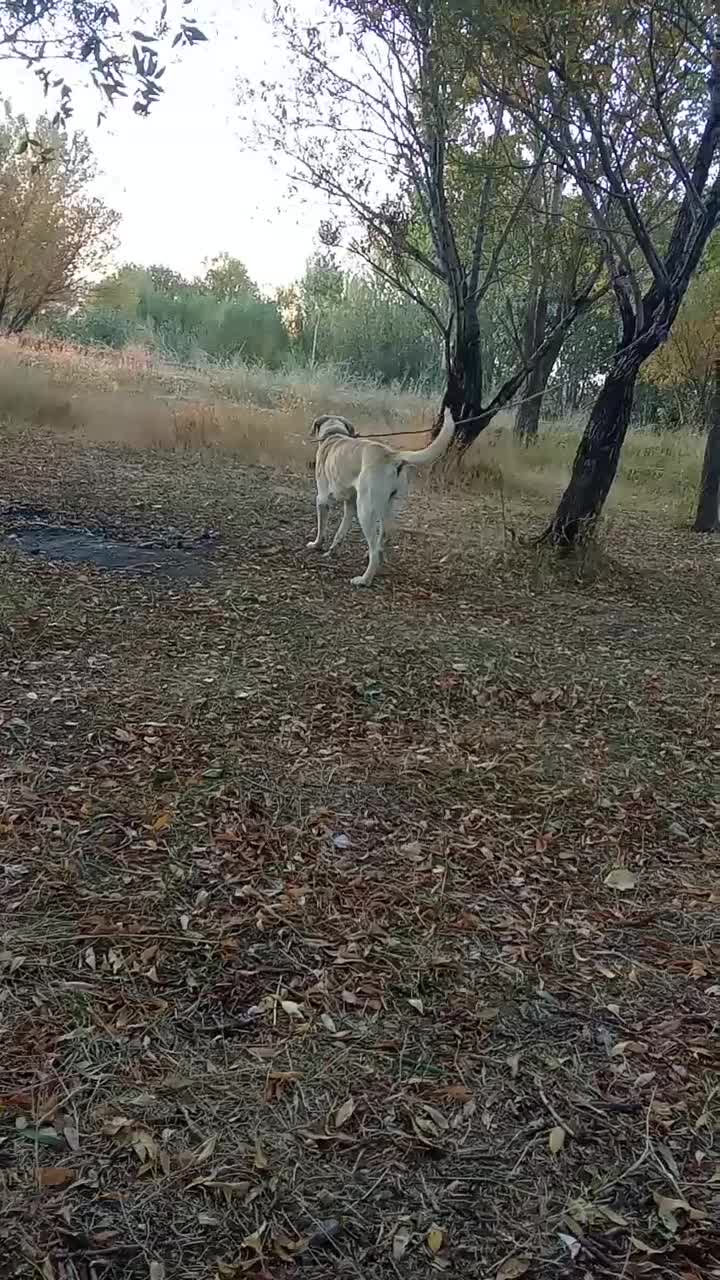 ماده عراقی|سگ|هریس, |دیوار
