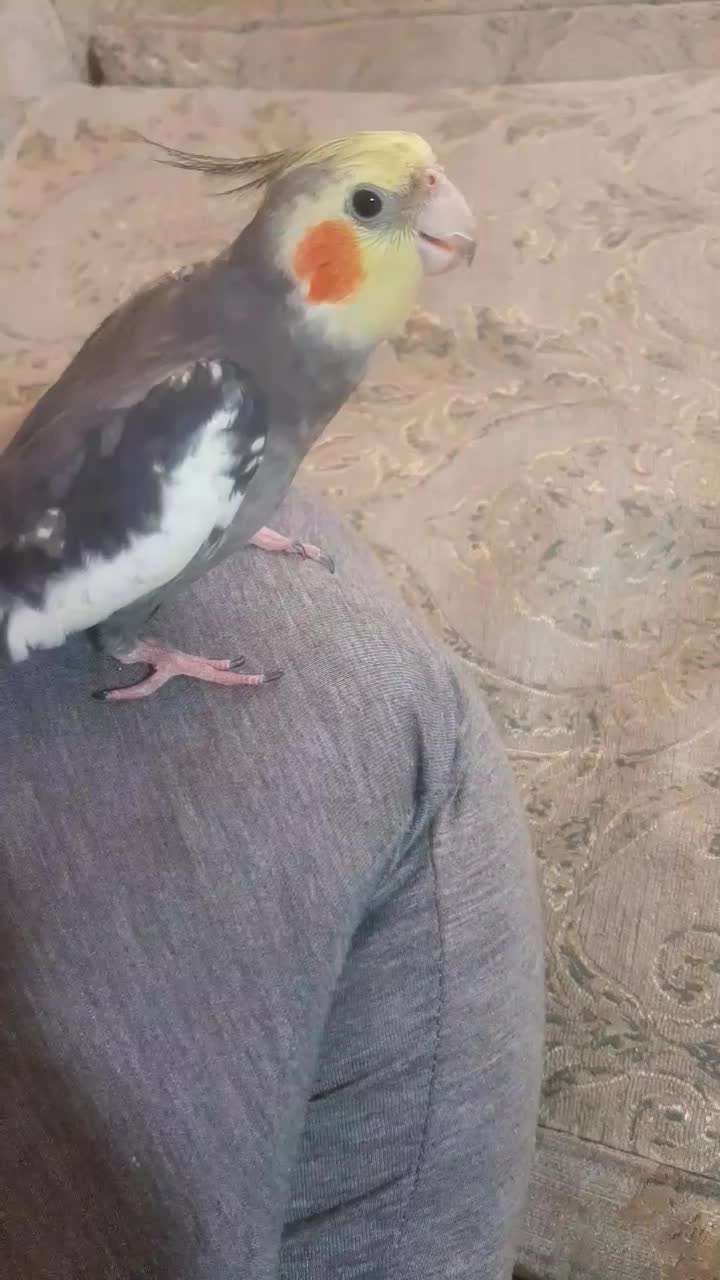 عروس هلندی|پرنده|اسلام‌شهر, شهرک سعیدیه|دیوار