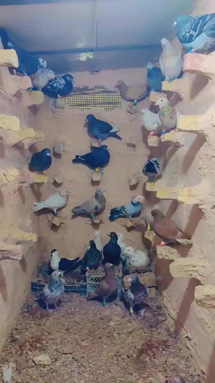 حیون پرشی|پرنده|خوشاب, |دیوار