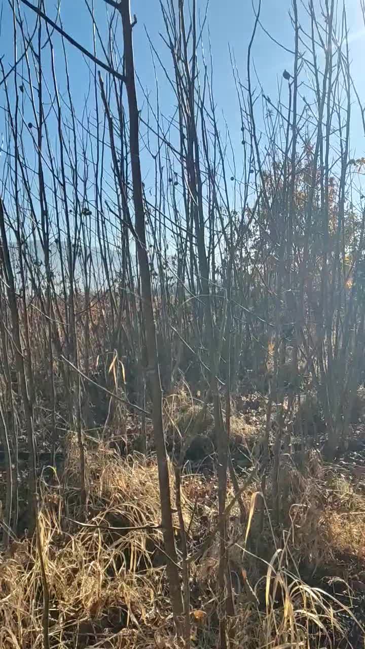 نهال گردو|خدمات باغبانی و درختکاری|مریوان, |دیوار