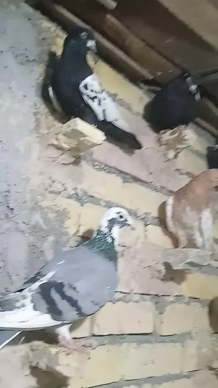 کفتر بوم رنگه المانی جفت گاه پرشی|پرنده|قلندر آباد, |دیوار