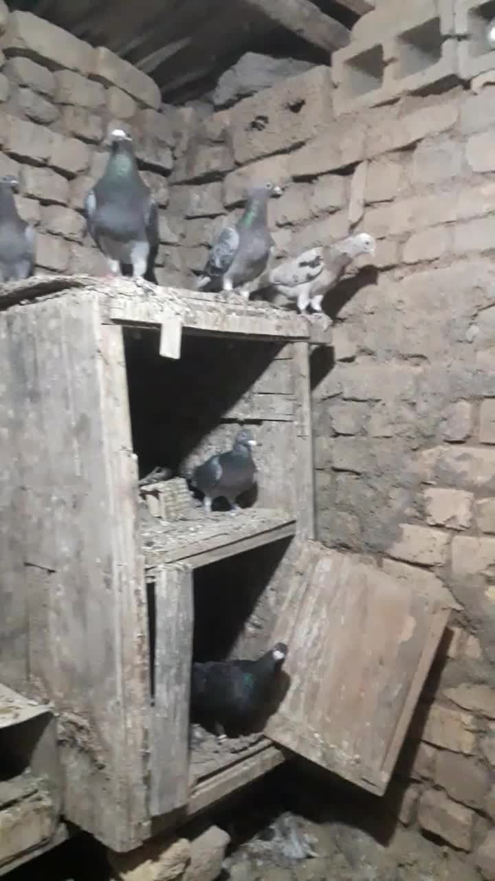 پلاکی قاره پیما|پرنده|اصفهان, بوستان زاینده رود|دیوار
