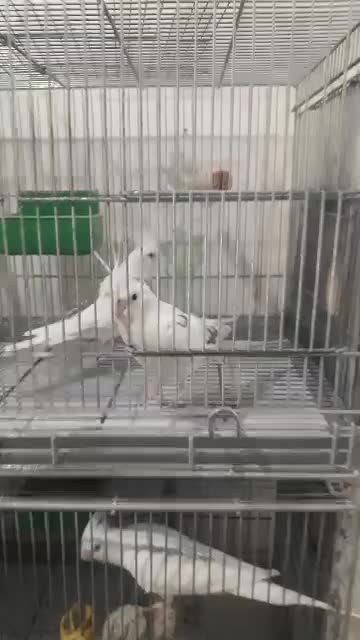 عروس پاریس|پرنده|رامشیر, |دیوار