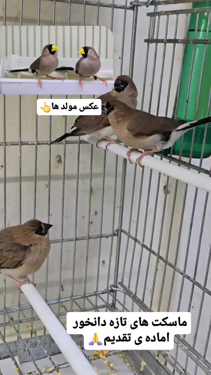 فنچ ماسکت و فنچ و تخم جغدی شکلاتی و اورنج|پرنده|تهران, مینای شمالی (مخبر)|دیوار