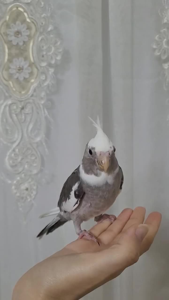 عروس هلندی آلبینو|پرنده|رشت, نیکمرام|دیوار