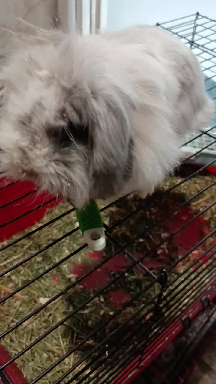 فروش خرگوش لوپ ماده با لوازم کامل|موش و خرگوش|تهران, دبستان|دیوار