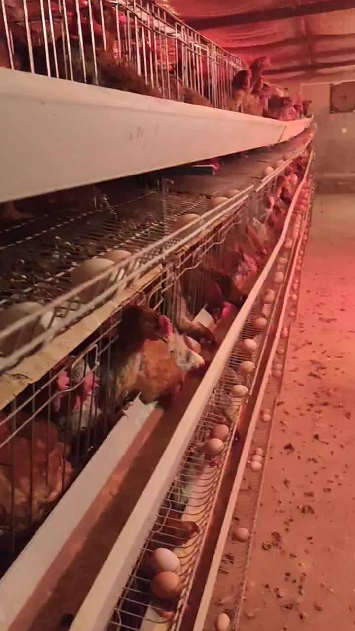 500عدد مرغ ها گل  پایگانی|حیوانات مزرعه|عطاملک, |دیوار