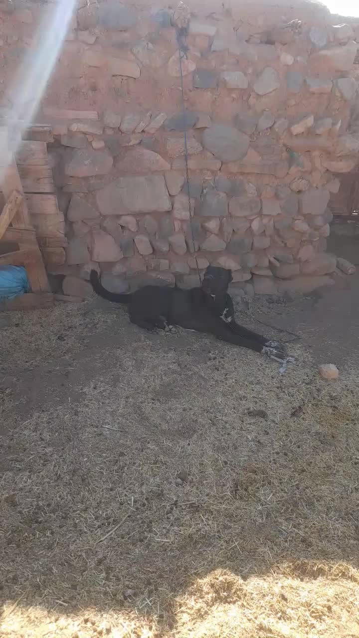 سگ ۳سال دهن پاک|سگ|سلفچگان, |دیوار