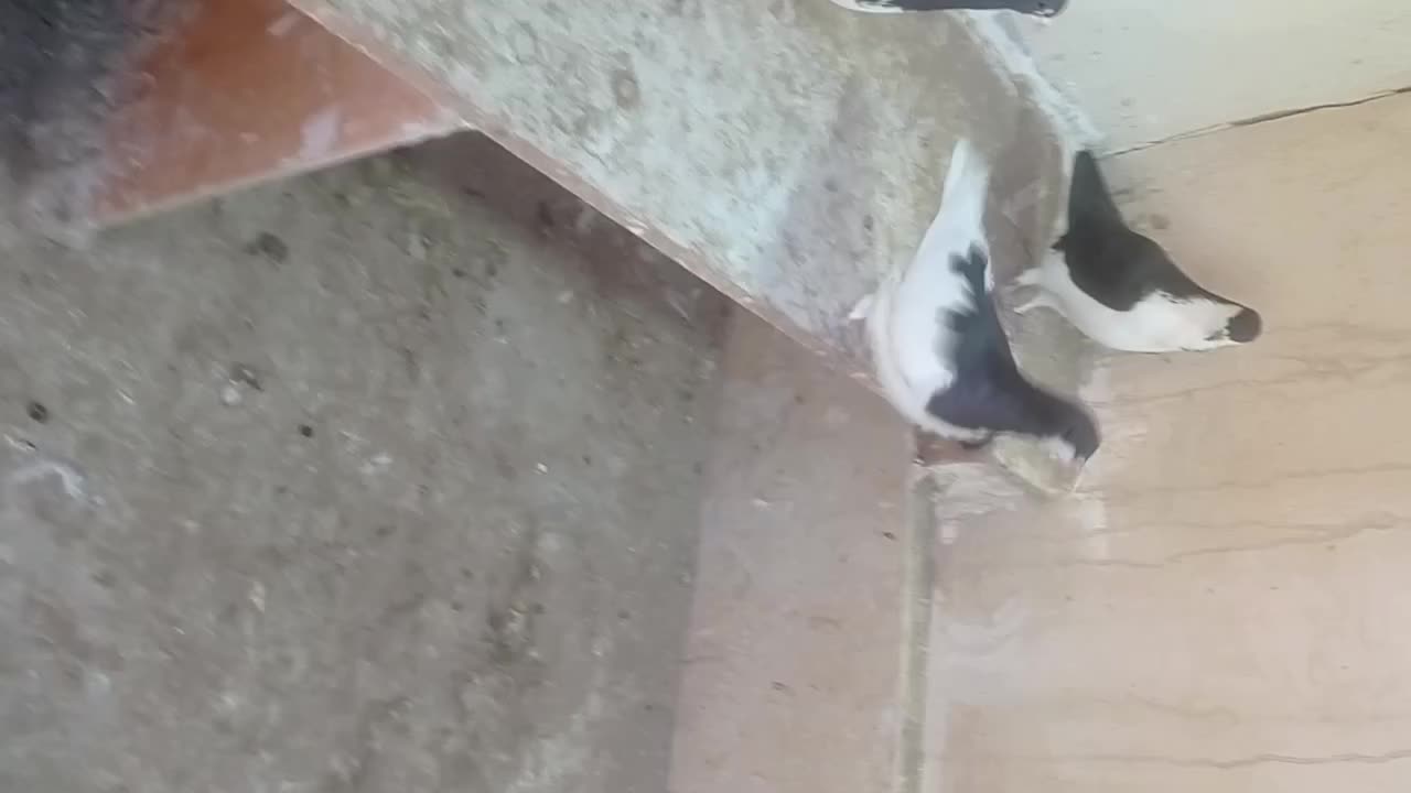 سه تا بدون غلط|حراج|اقبالیه, |دیوار