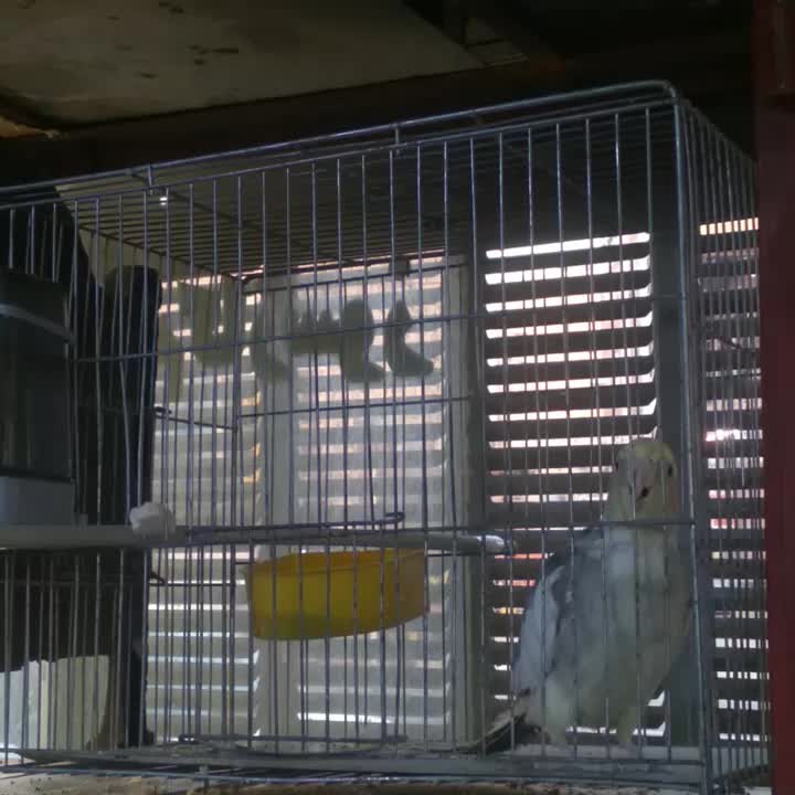 عروس هلندی نر مست مست سینامون|پرنده|پاکدشت, پاکدشت (مامازند)|دیوار