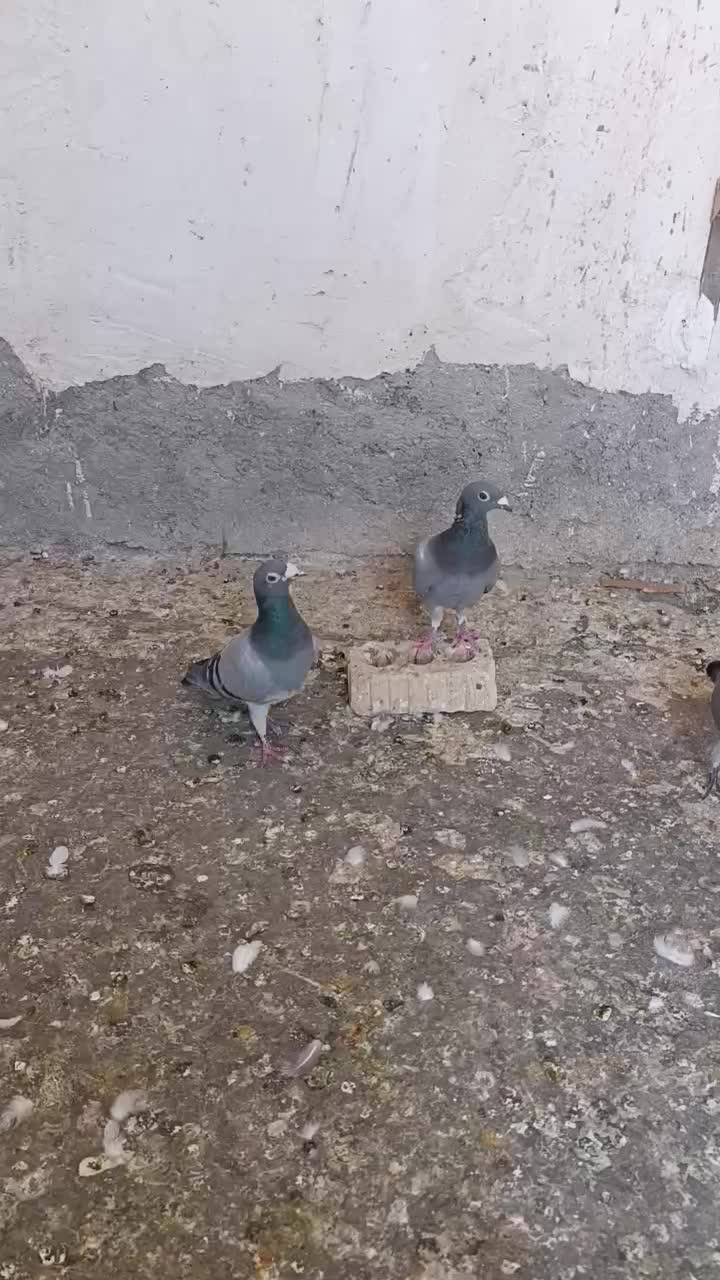 جفت سبز با جوجه|پرنده|استهبان, |دیوار