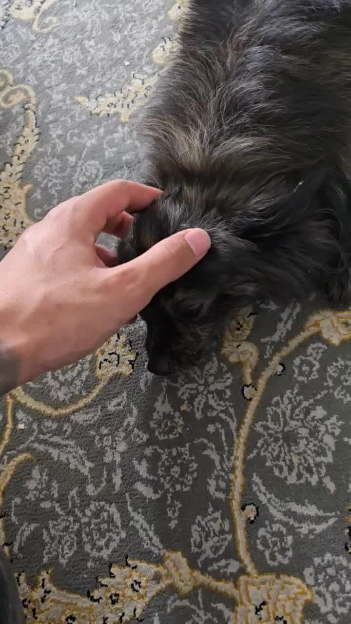 سگ پامرین اپارتمانی|سگ|اسلام‌شهر, شهرک واوان|دیوار