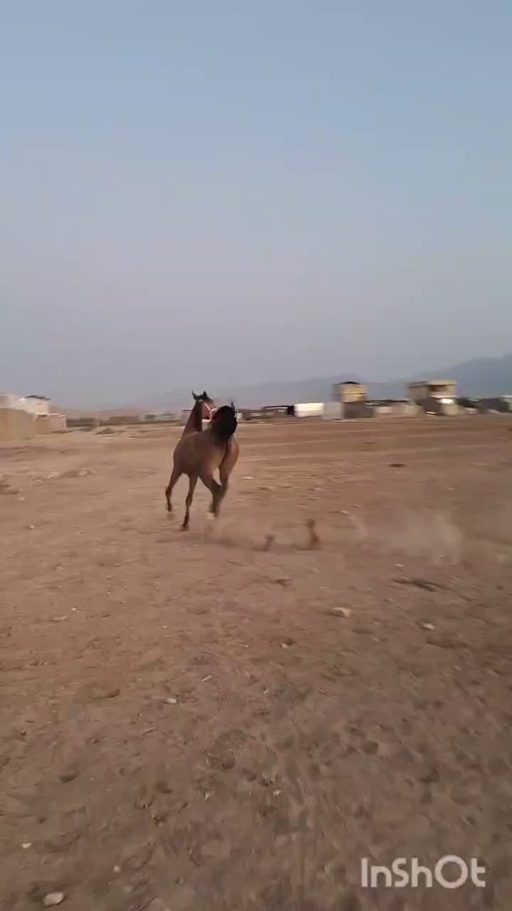 مادیون کره ساواش|اسب و تجهیزات اسب‌سواری|خرم‌آباد, |دیوار