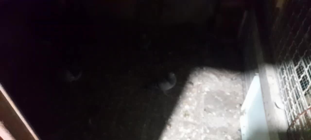 تعدادی کفتر|پرنده|بم, |دیوار