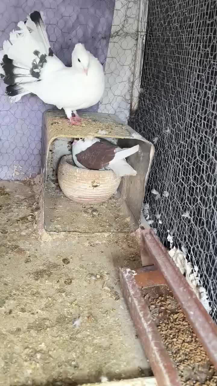 کفتر|پرنده|تربت‌حیدریه, بالا ولایت|دیوار