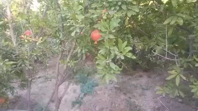 باغچه چهاردیواری دارای استخرودرختان انار|فروش خانه و ویلا|قم, باجک یک|دیوار