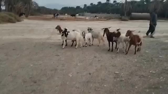 6عدد بز آبستن وزایده|حیوانات مزرعه|بند زرک, |دیوار