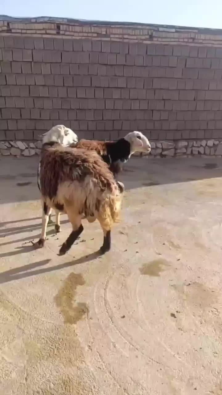 فروشی|حیوانات مزرعه|دلیجان, |دیوار