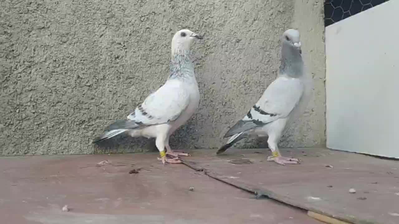 کبوتر|پرنده|وحدتیه, |دیوار