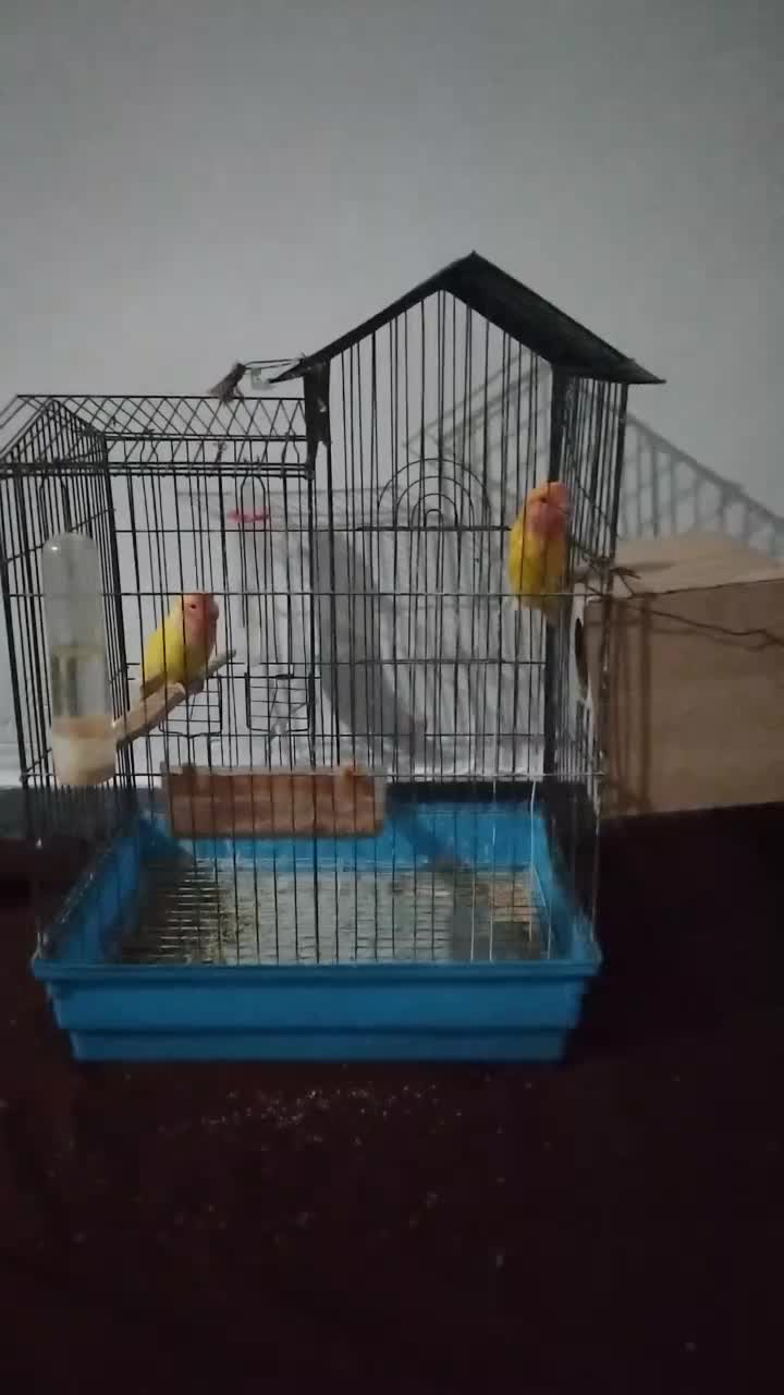 طوطی برزیلی|پرنده|قشلاق دشت, |دیوار