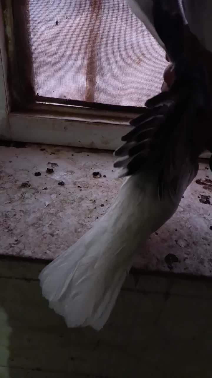 بدرنگ آس|پرنده|بوئین زهرا, |دیوار