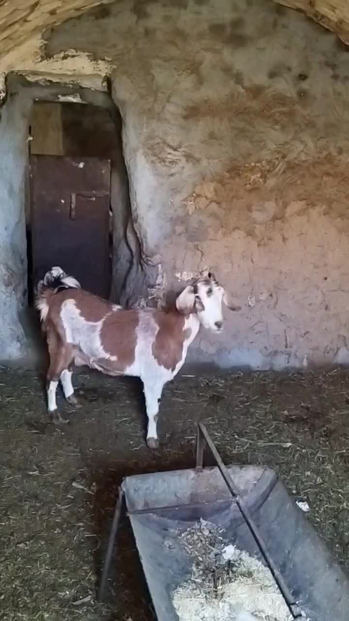 بزوکهره|حیوانات مزرعه|بهاباد, |دیوار