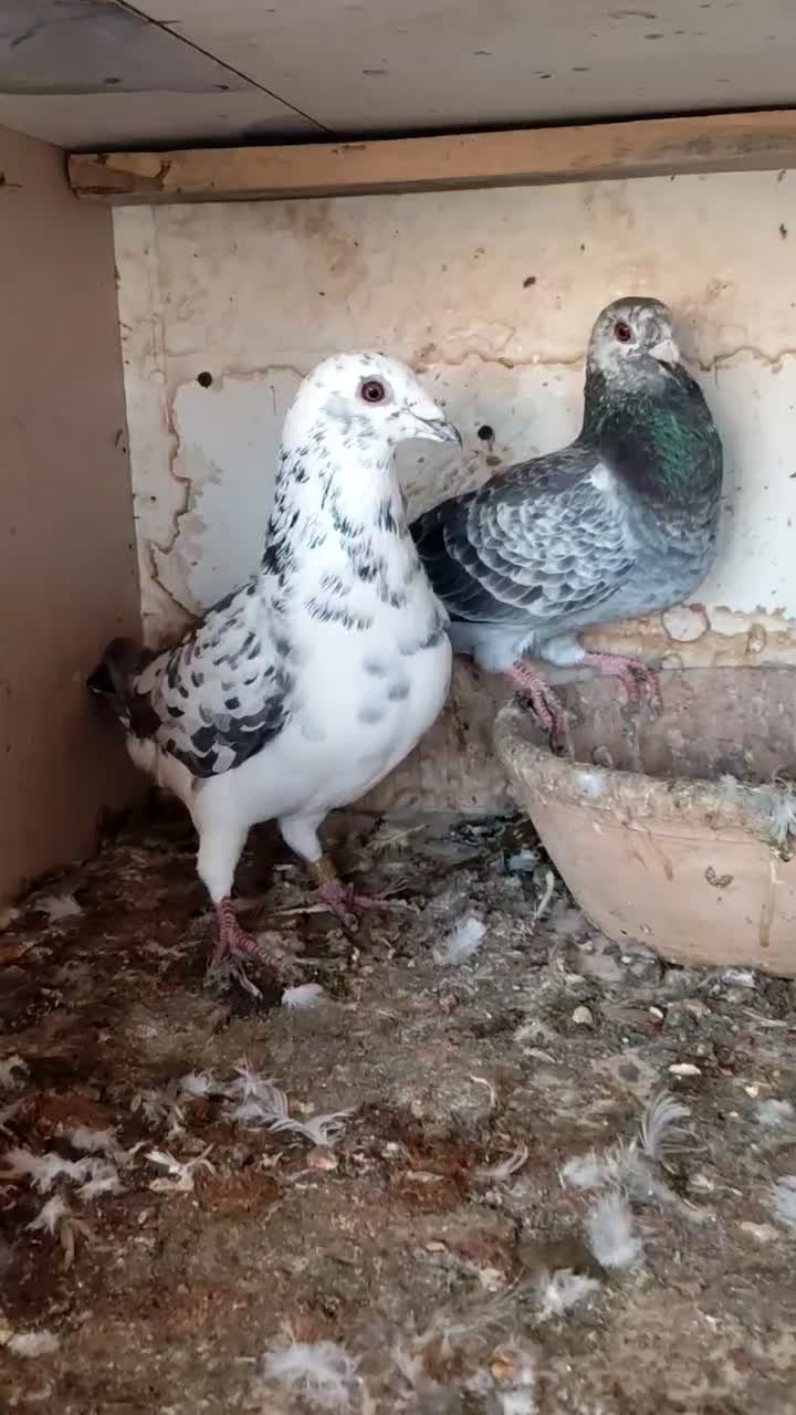 کبوتر مسافتی|پرنده|گنبد کاووس, |دیوار