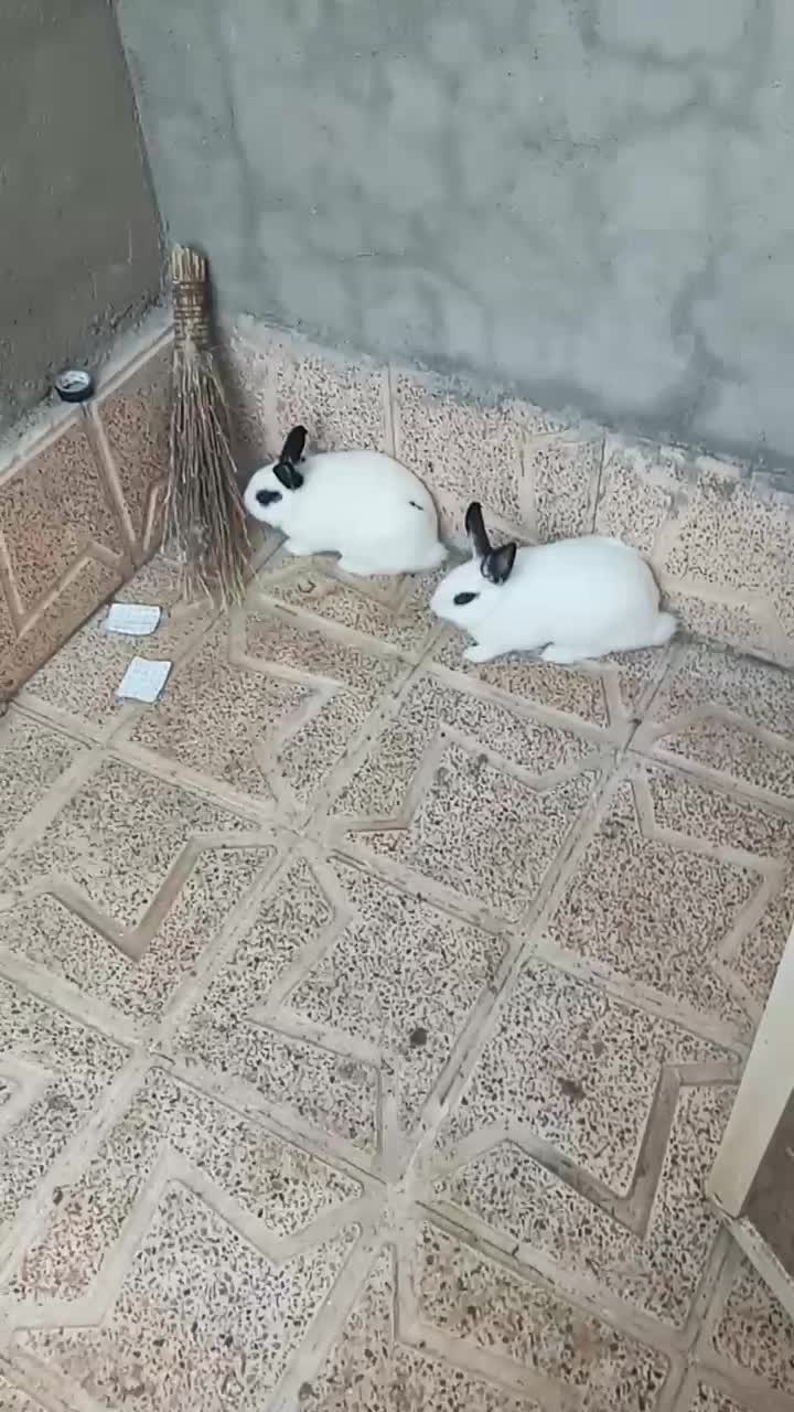 خرگوش نروماده|موش و خرگوش|انگوت, |دیوار